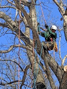 Read more about the article Tree Care Services for Healthy, Safe & Thriving Landscapes