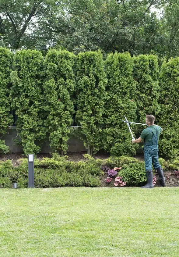 Full length professional gardener trimming hedge in beautiful garden.